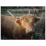 "One Horned Highland Cow" Canvas Print