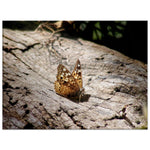 "Basking Butterfly" Canvas Print
