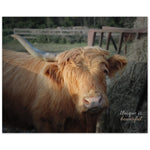 "One Horned Highland Uni-Cow"–Aluminum Print