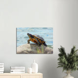 "Zen Turtle" Canvas Print