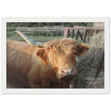 "One Horned Highland Uni-Cow" Premium Semi-Glossy Wooden Framed Poster