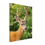 "Oh Deer"–Canvas Print