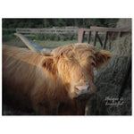 "One Horned Highland Uni-Cow"–Aluminum Print