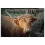 "One Horned Highland Uni-Cow"–Aluminum Print