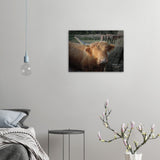 "One Horned Highland Uni-Cow"–Aluminum Print