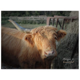 "One Horned Highland Uni-Cow"–Aluminum Print